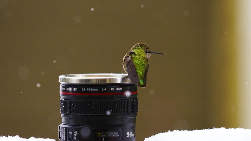 Hummingbird on Lens