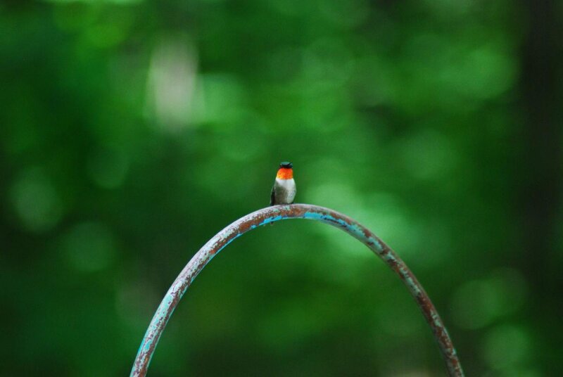Hummingbird on Metal Arch