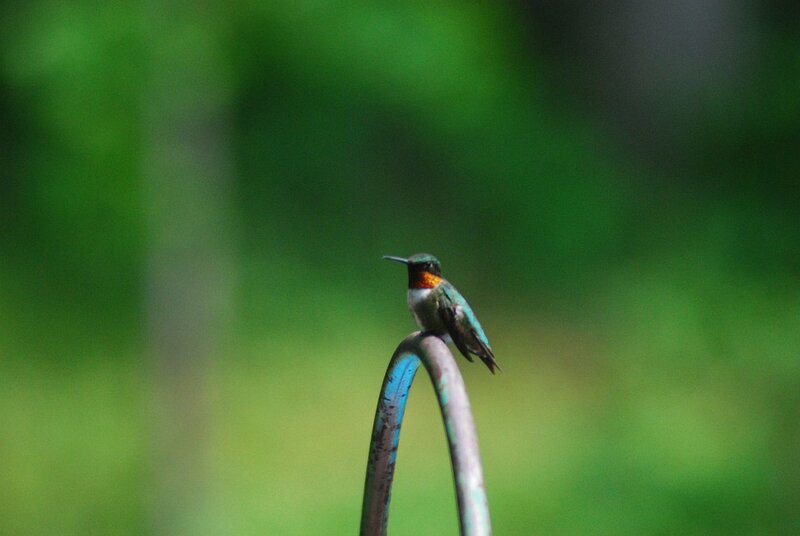 Hummingbird on Metal Rod