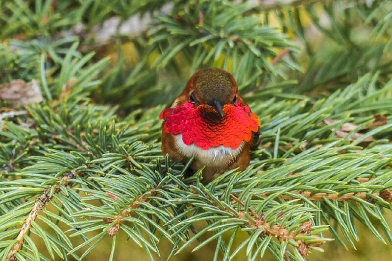 Hummingbird on Pine Branch — Green