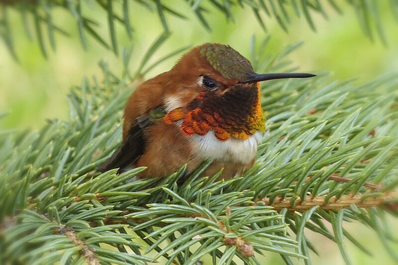 Hummingbird on Pine Branch