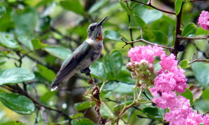 hummingbird on pink flowers