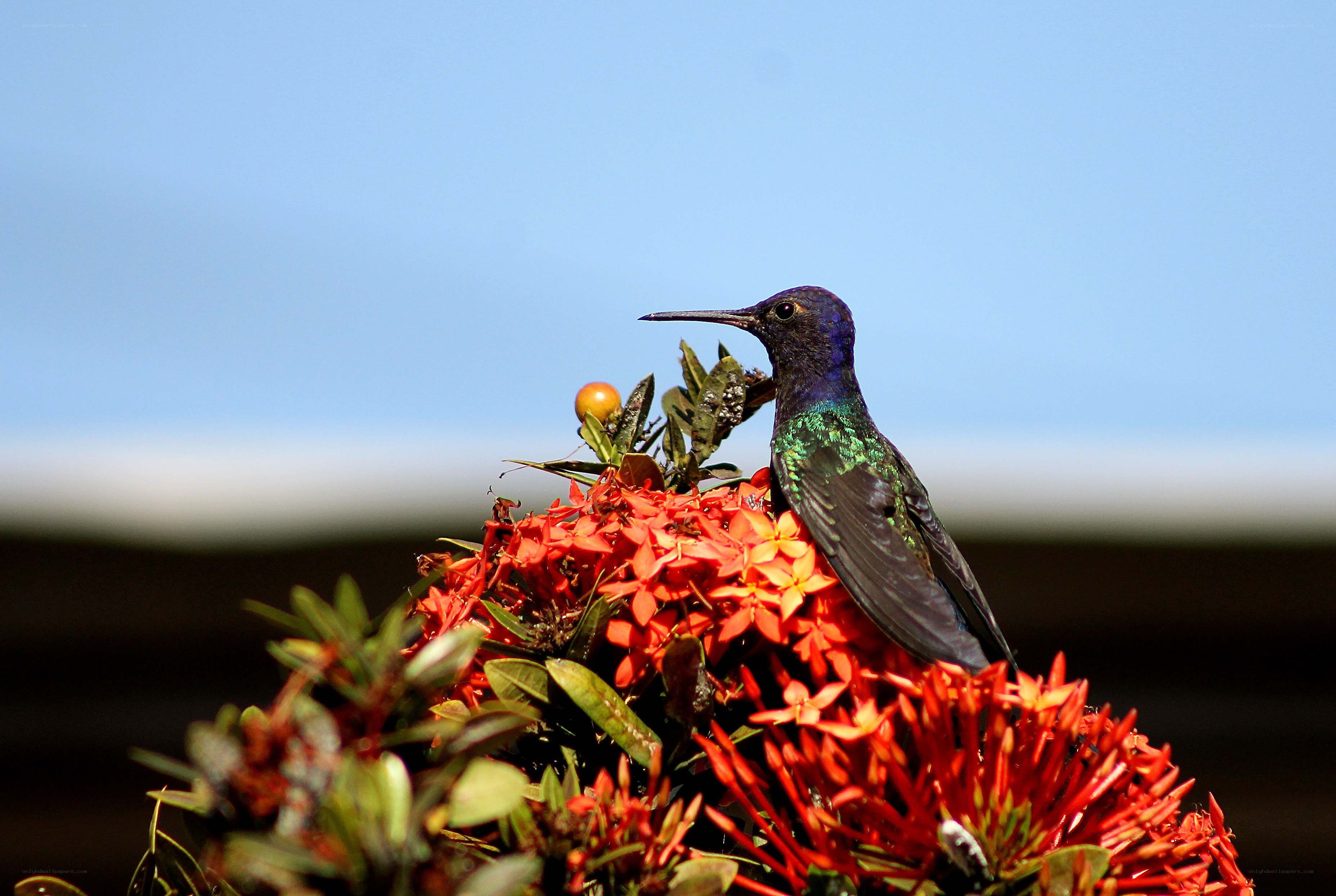 hummingbird on red flowers