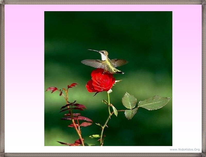 hummingbird on red rose