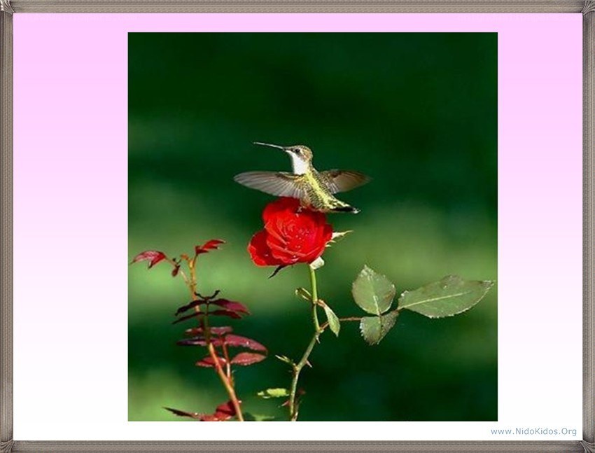 hummingbird on red rose