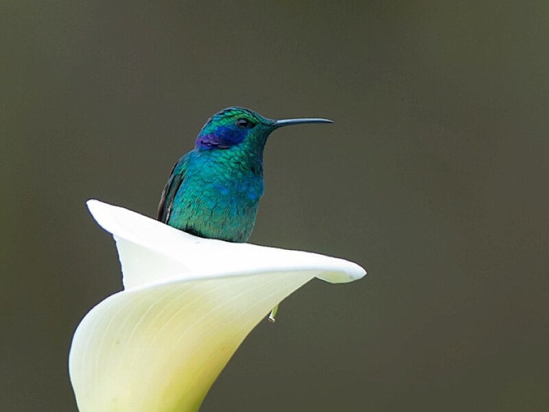 Hummingbird on White Flower