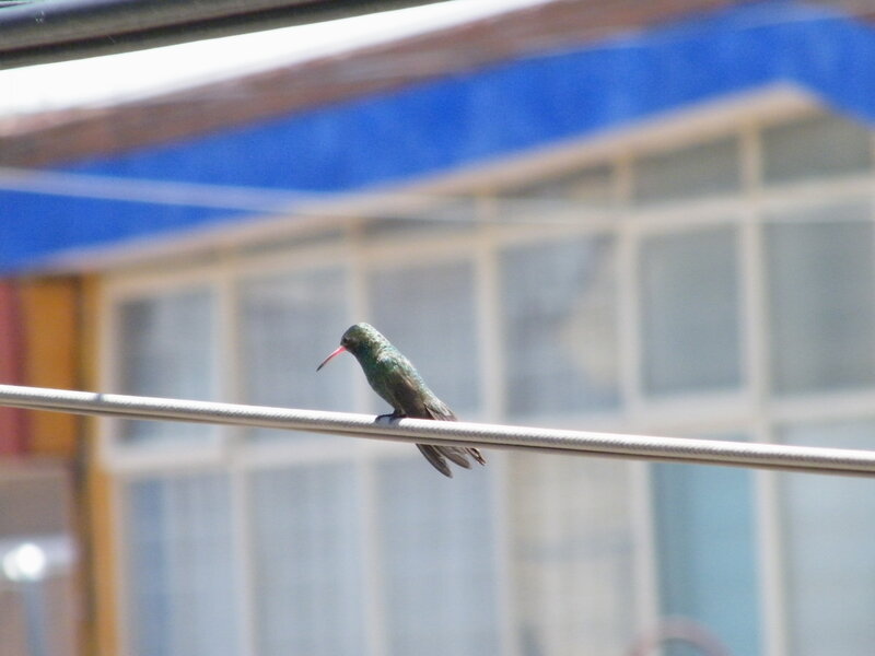 Hummingbird on Wire — Green, Calm, Afternoon