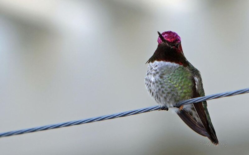 Hummingbird on Wire — Green, Calm
