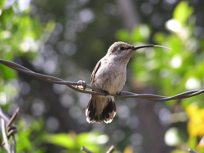 Hummingbird on Wire