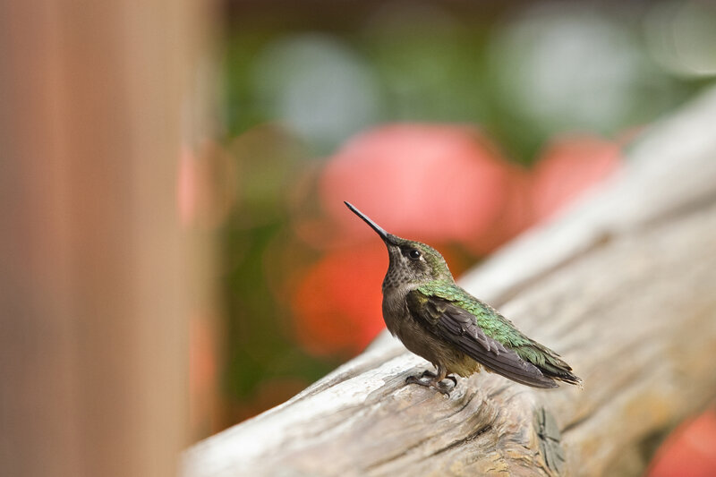 Hummingbird on Wooden Rail