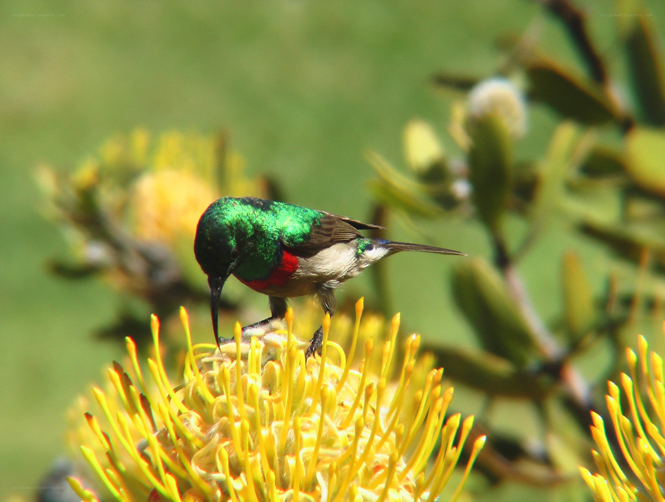 hummingbird on yellow flower