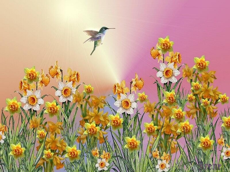 Hummingbird over Daffodils
