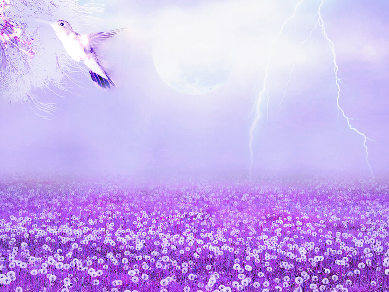 Hummingbird over Field
