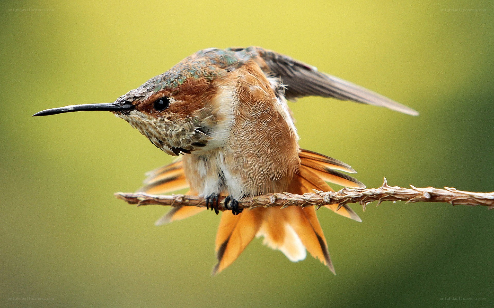 hummingbird perched on branch