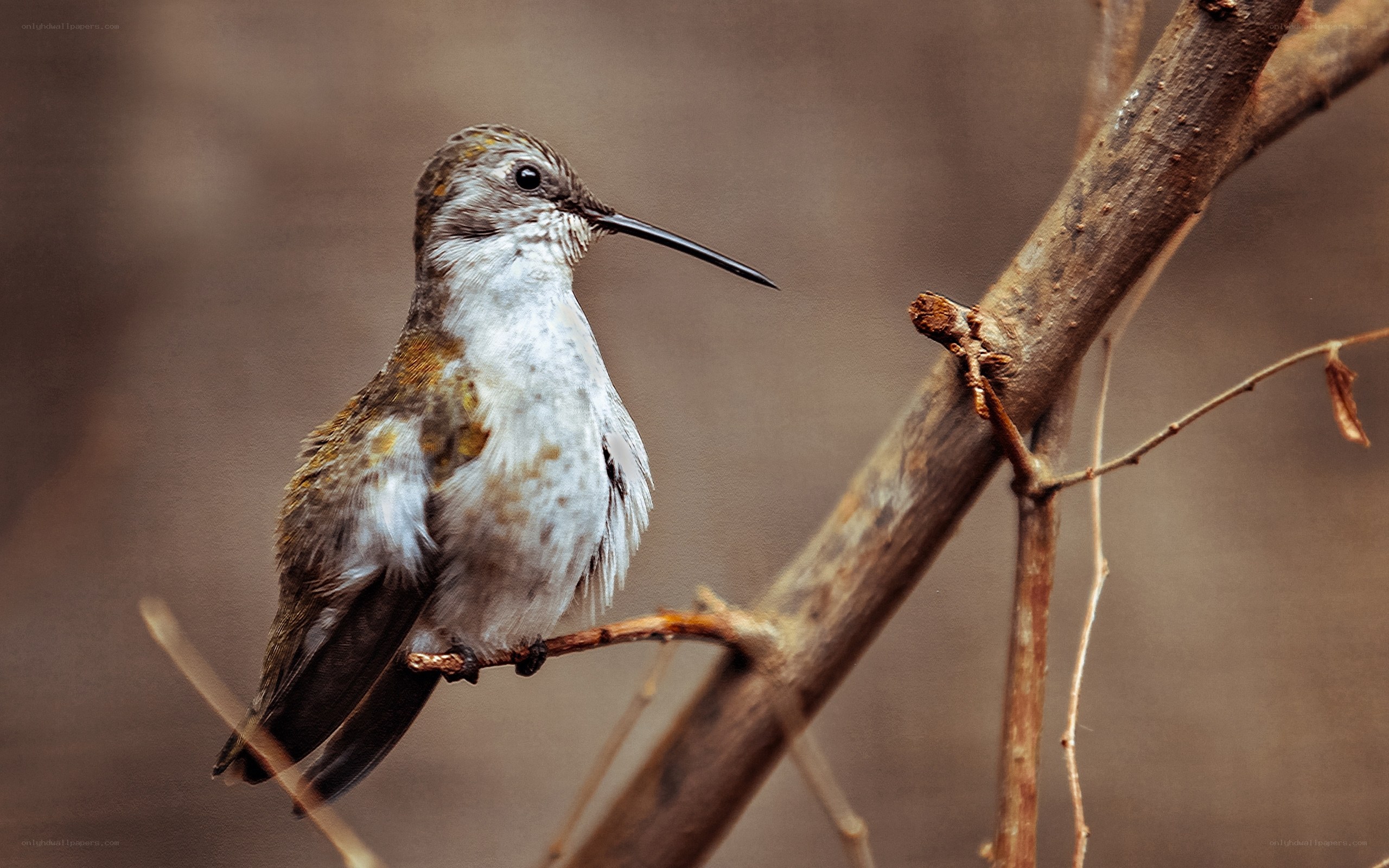 Hummingbird perched on branch