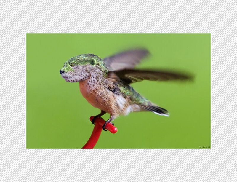 hummingbird with altered head