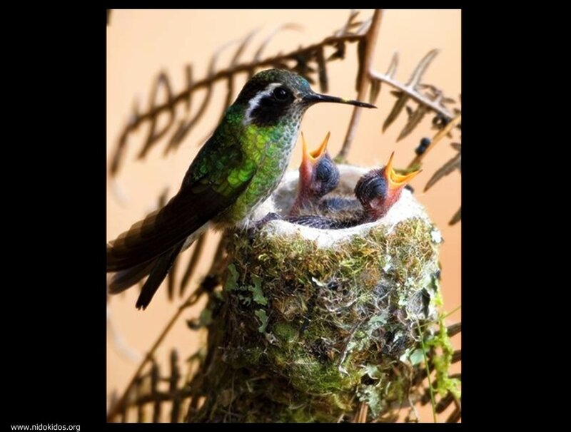 Hummingbird with Chicks