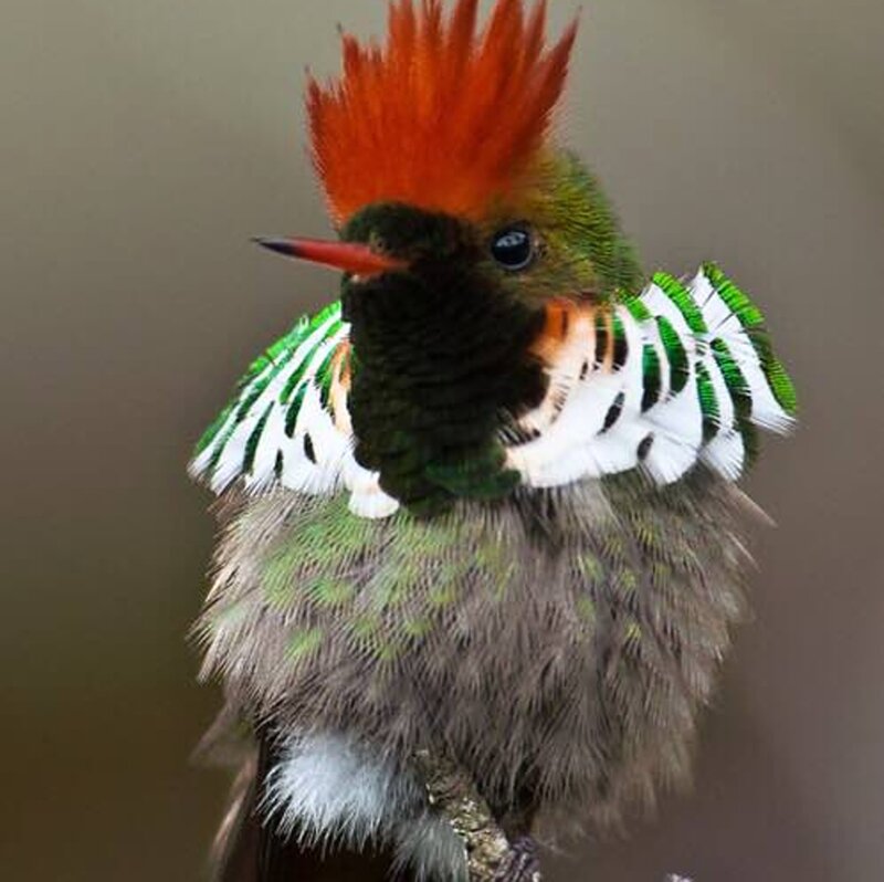 Hummingbird with Crest — Green