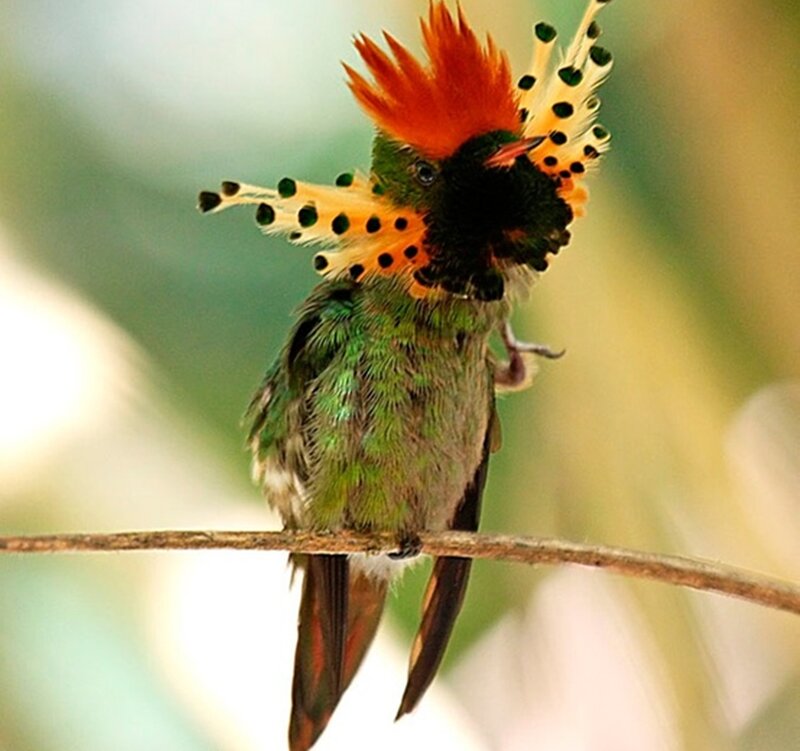 Hummingbird with Crest