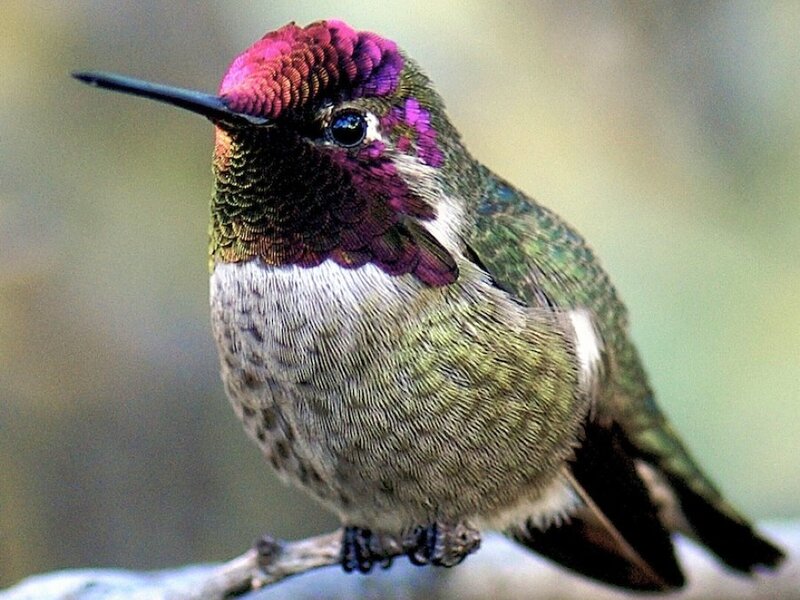 hummingbird with iridescent feathers