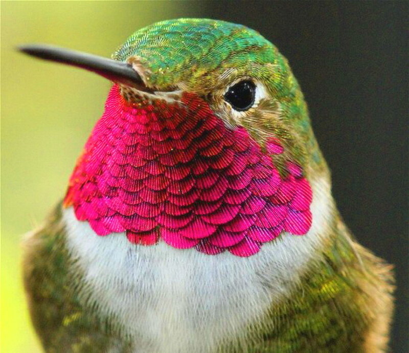 Hummingbird with Iridescent Feathers — Green