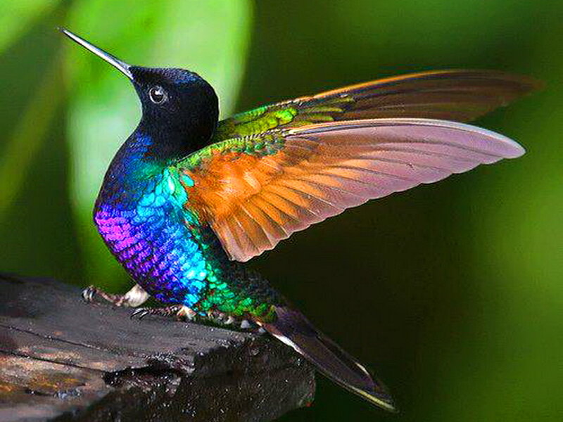 Hummingbird with Iridescent Feathers — Green, Vibrant