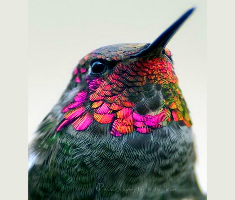 Hummingbird with Iridescent Feathers — Pink