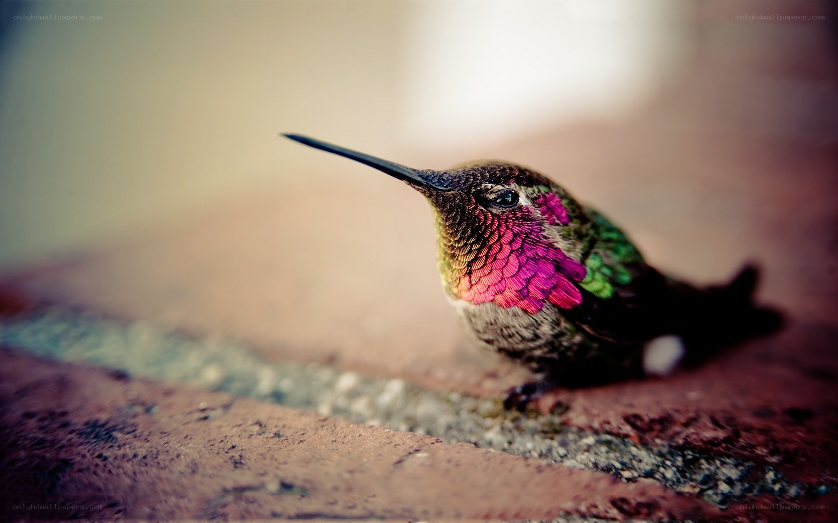 hummingbird with iridescent feathers