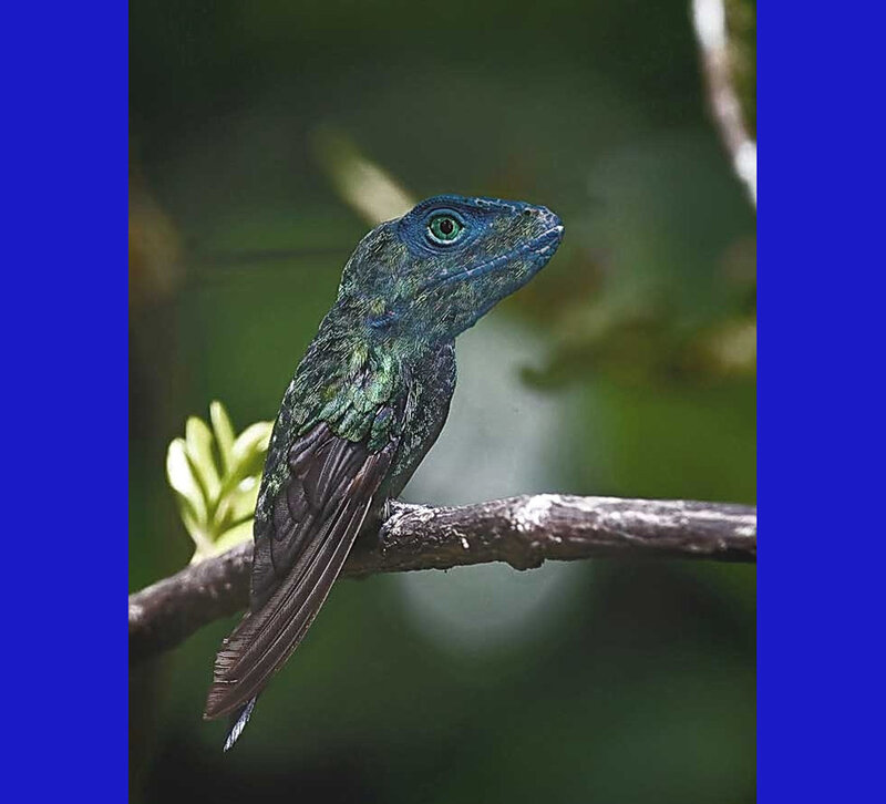 hummingbird with lizard head
