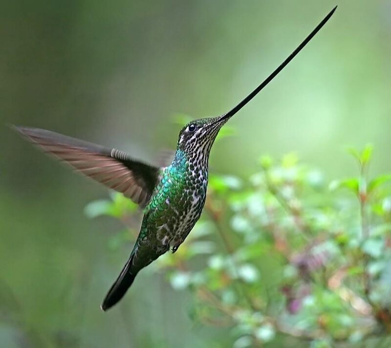 Hummingbird with Long Beak