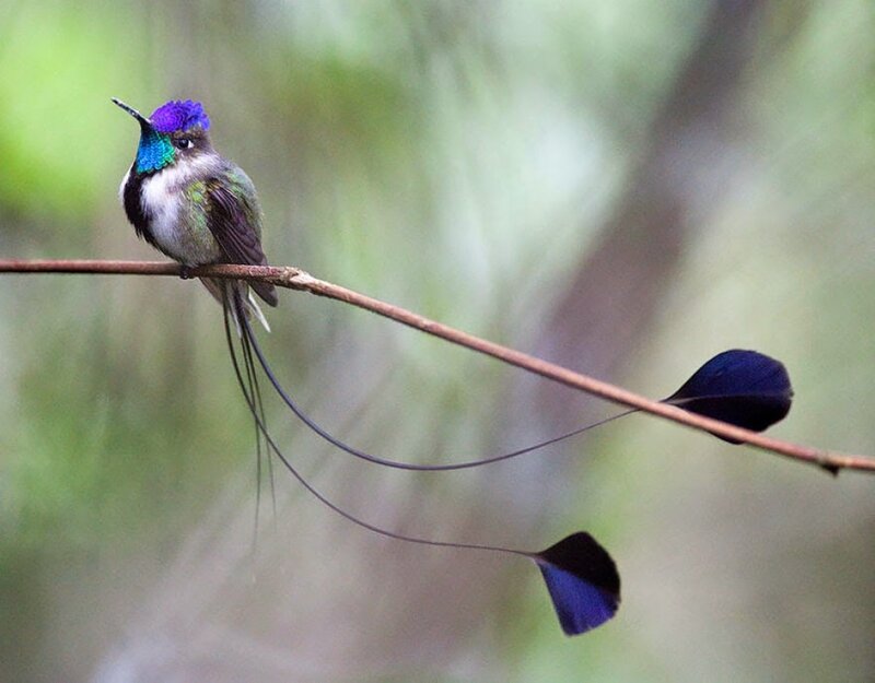 Hummingbird with Long Tail — Green