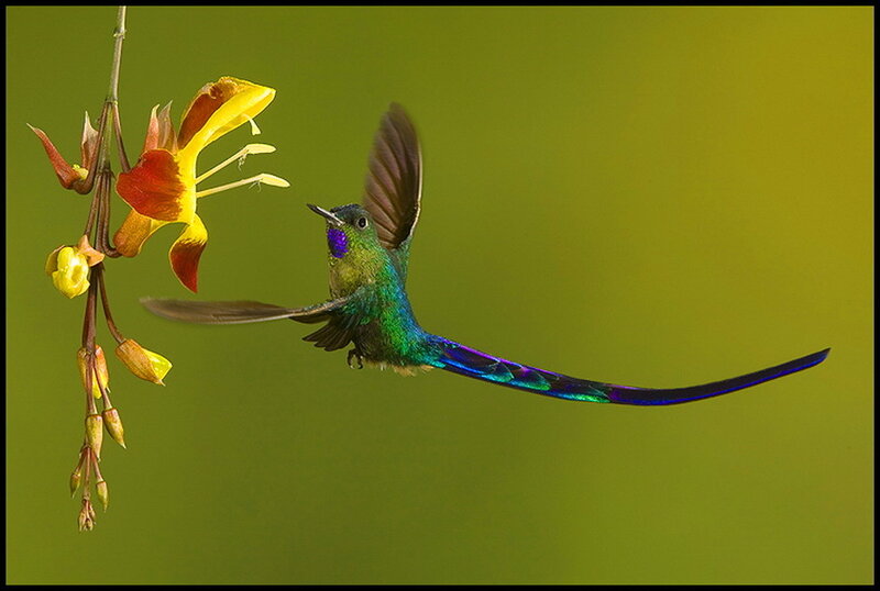 Hummingbird with Long Tail