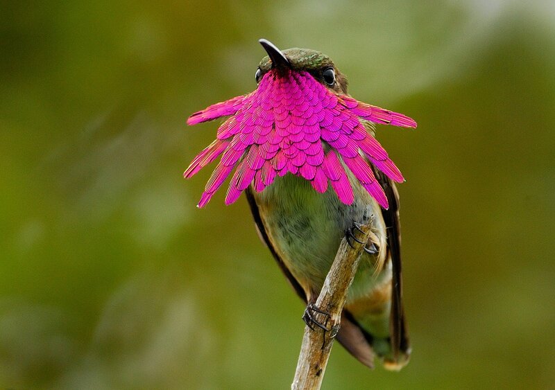 Hummingbird with Pink Feathers