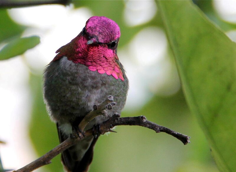 Hummingbird with Pink Head