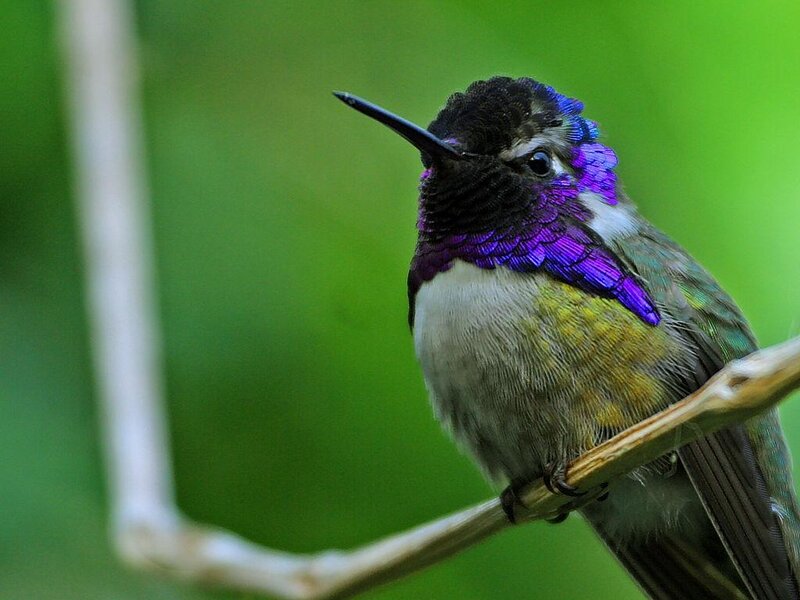 hummingbird with purple throat