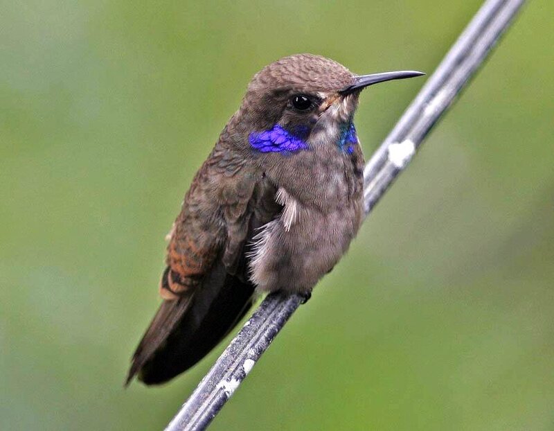 Hummingbird with Purple Throat — Brown