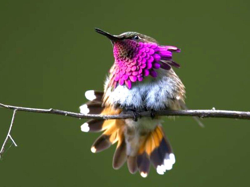 hummingbird with purple throat
