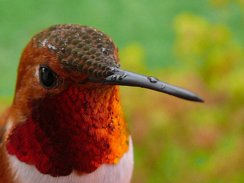 hummingbird with red throat