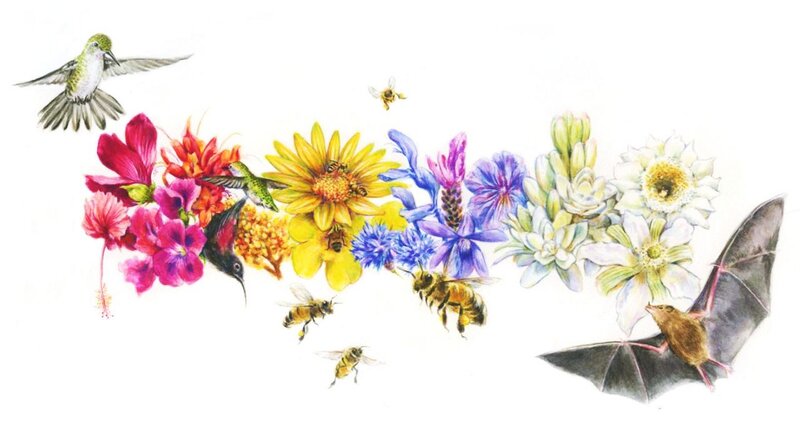 Hummingbirds and Bees