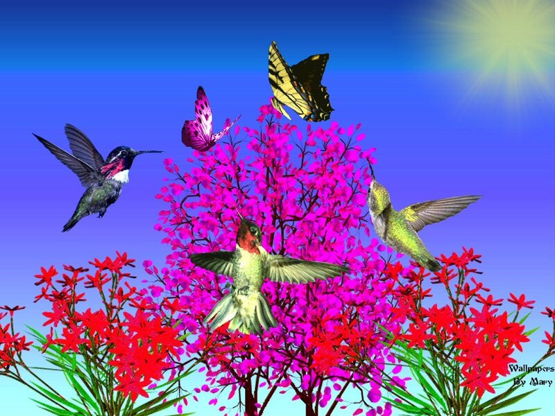 Hummingbirds and butterflies in garden