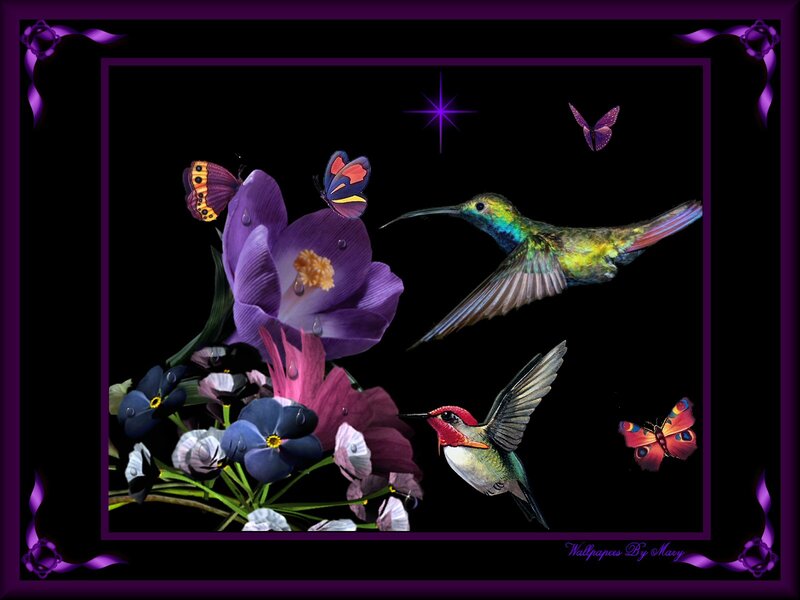 Hummingbirds and Butterflies — Purple