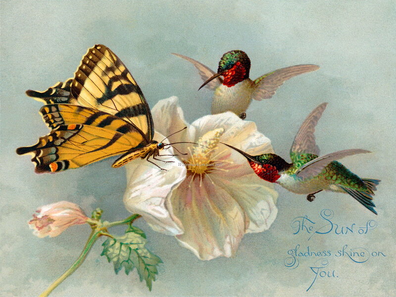 Hummingbirds and Butterfly