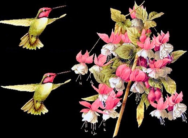 Hummingbirds and Flowers — Pink, Serene