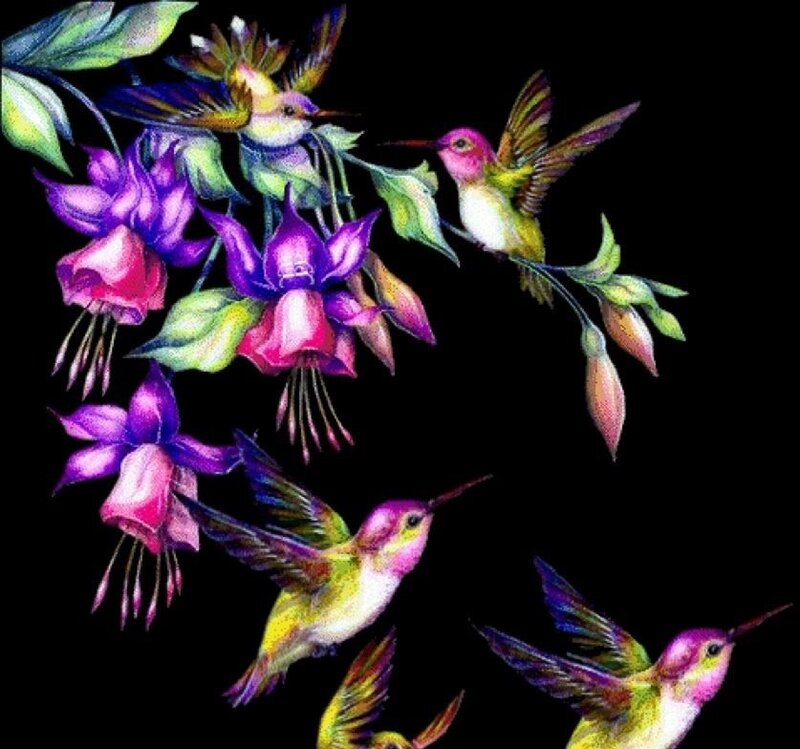Hummingbirds and Fuchsia Flowers — Purple