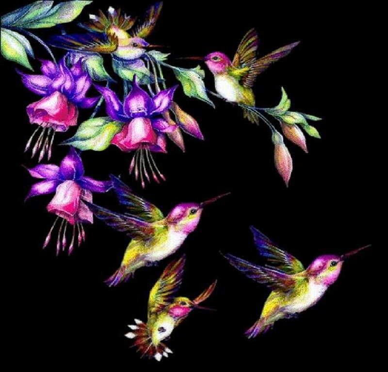 Hummingbirds and Fuchsia Flowers