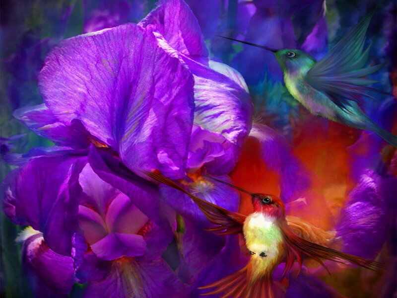 Hummingbirds and Irises