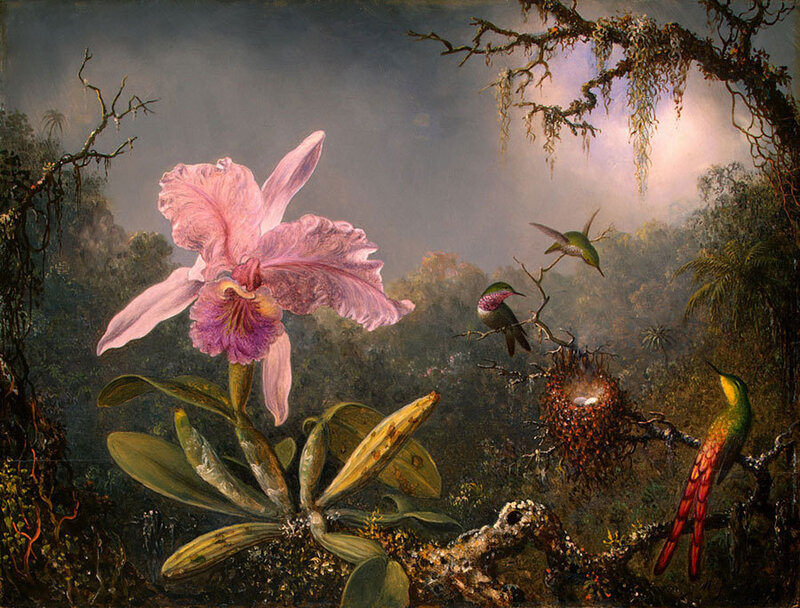 Hummingbirds and Orchid in Jungle