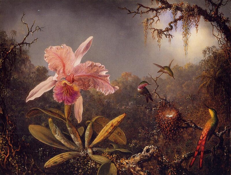 Hummingbirds and Orchid in Jungle