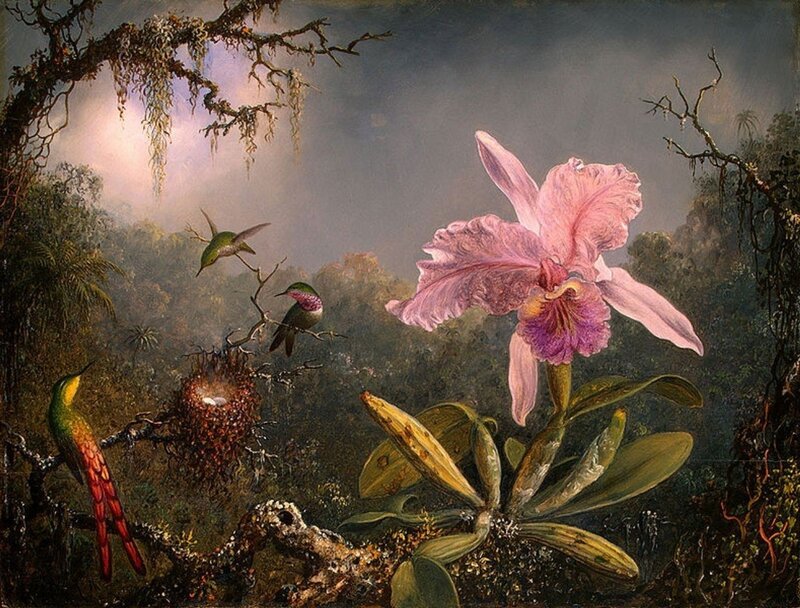 Hummingbirds and Orchid
