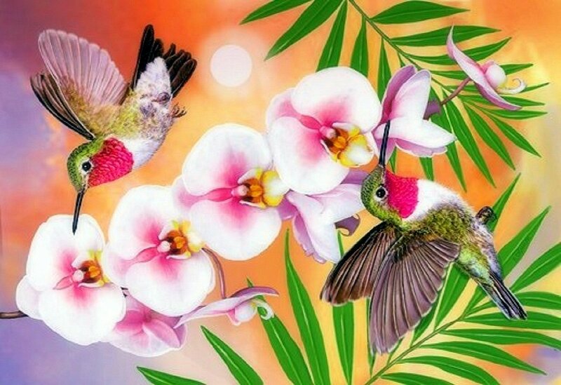 Hummingbirds and Orchids — Orange